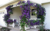 Вьющиеся растения – идеальное украшение балконов, дачных участков